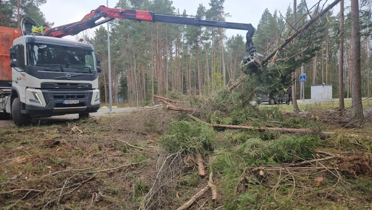 Кран-манипулятор поднимает спиленные деревья у соснового леса