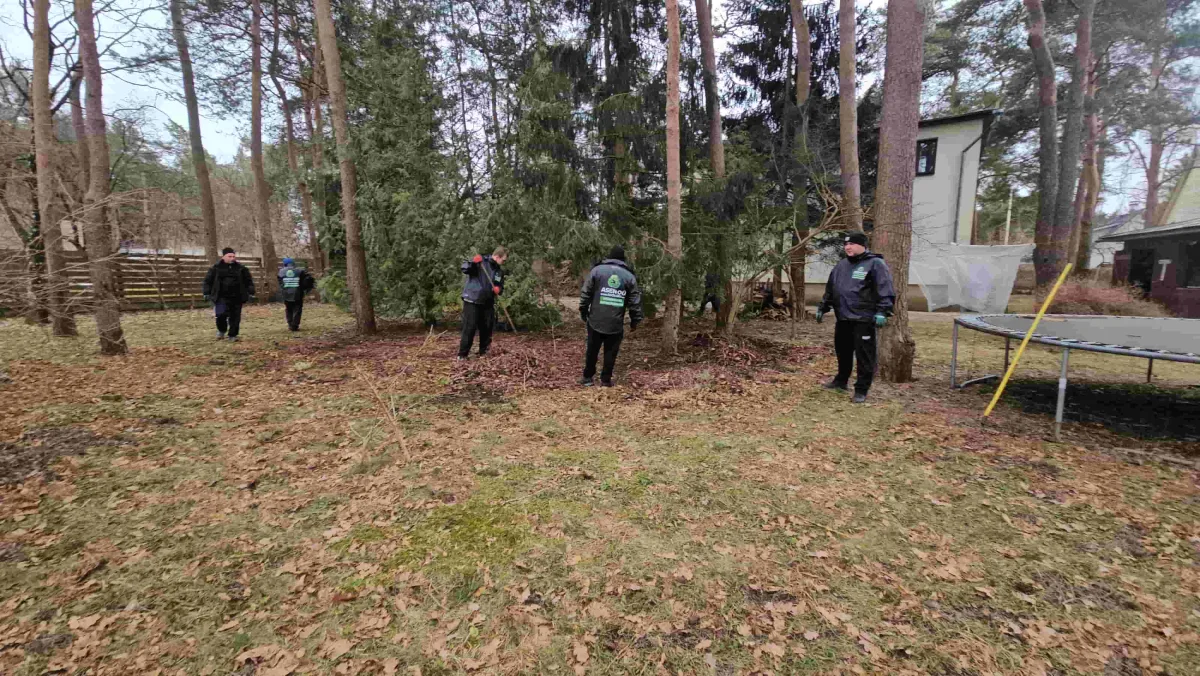 Работники убирают двор с соснами у частного дома