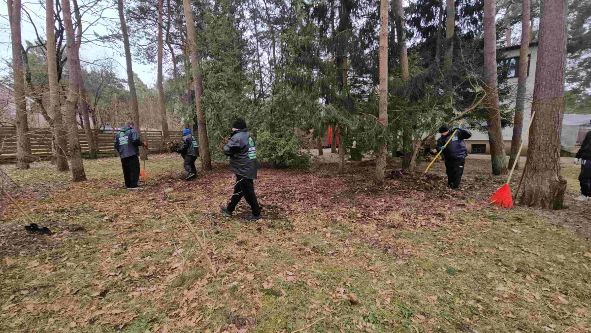 Пятеро работников с граблями убирают двор под соснами