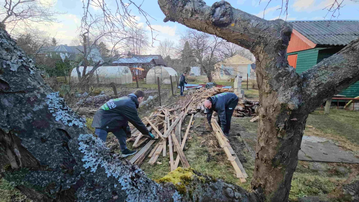 Работники разбирают старые доски в саду у деревьев