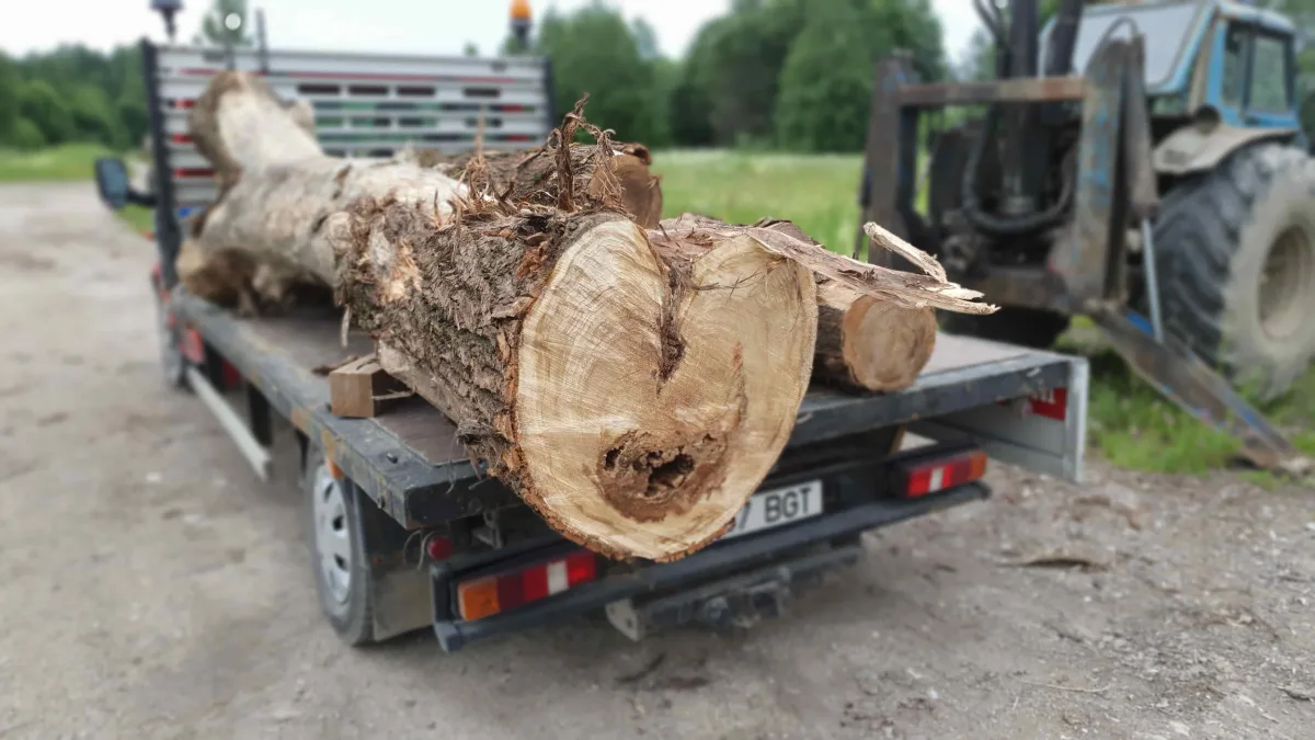 Трактор погрузил толстые брёвна в кузов грузовика